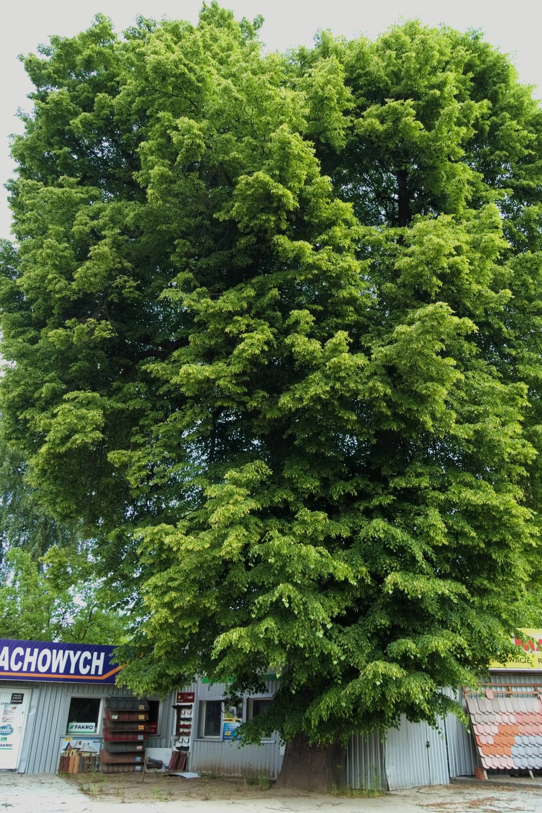 Lipa drobnolistna