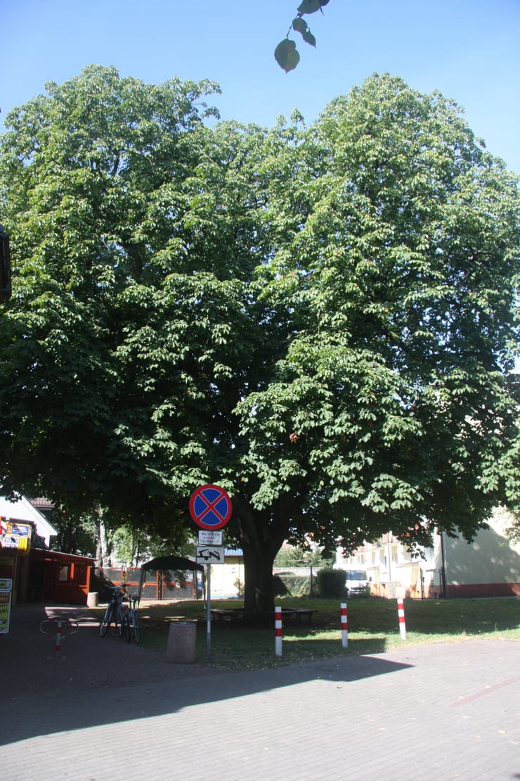 Kasztanowiec zwyczajny