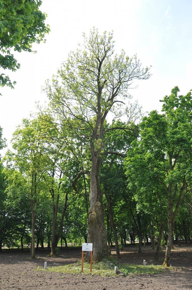 Jesion wyniosły