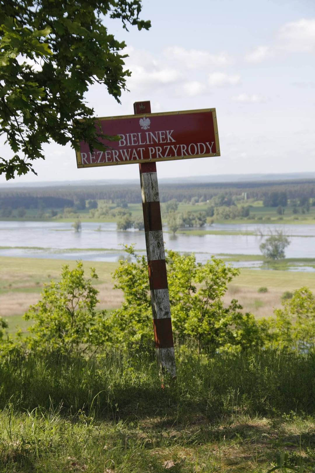 Rezerwat przyrody Bielinek