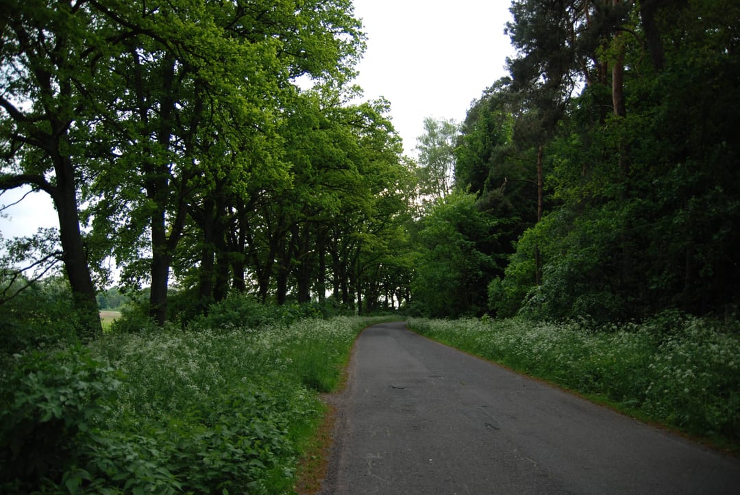 Aleja Dębów