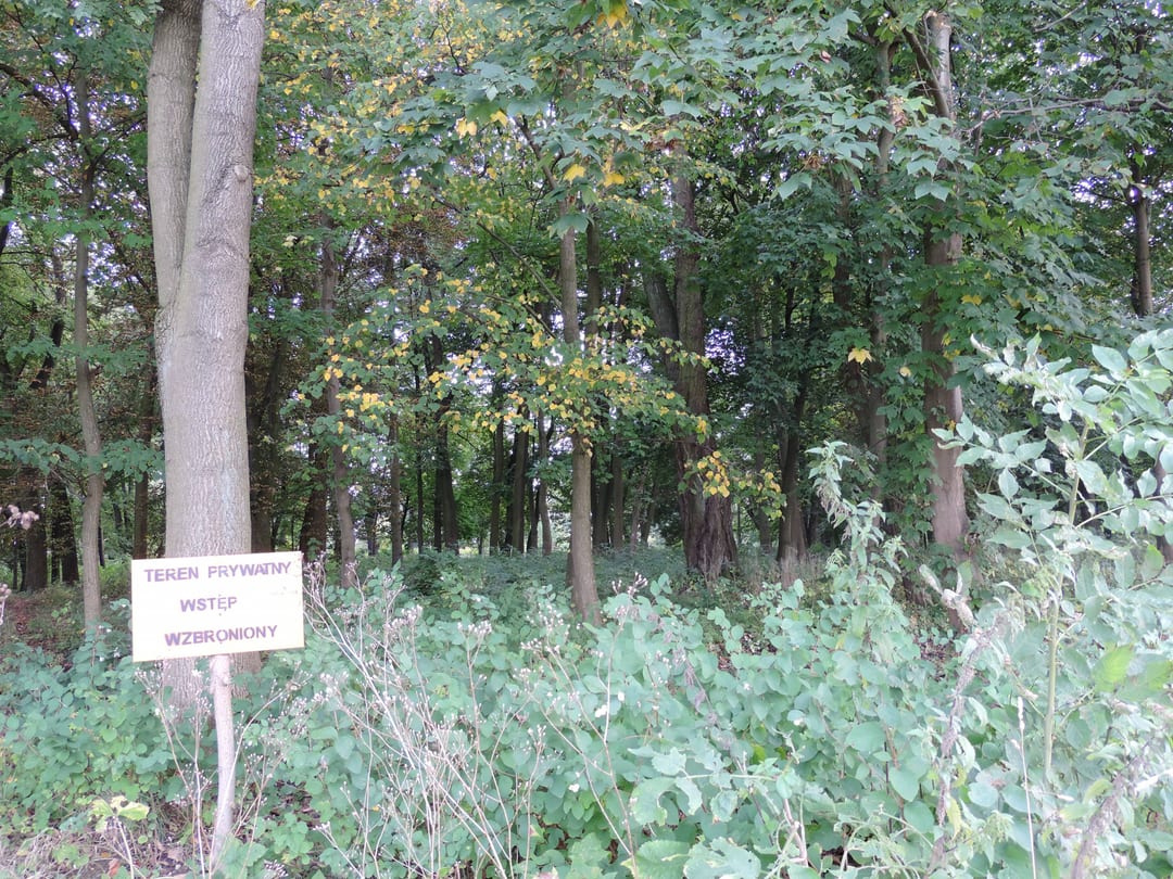 Park pałacowy