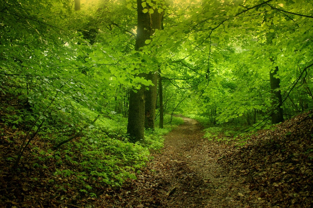 Barlinecki Park Krajobrazowy