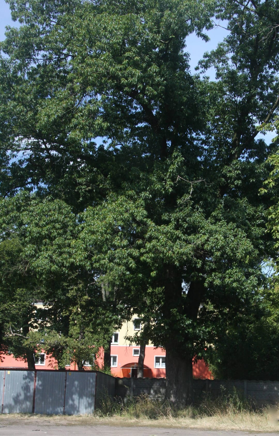 Dąb czerwony