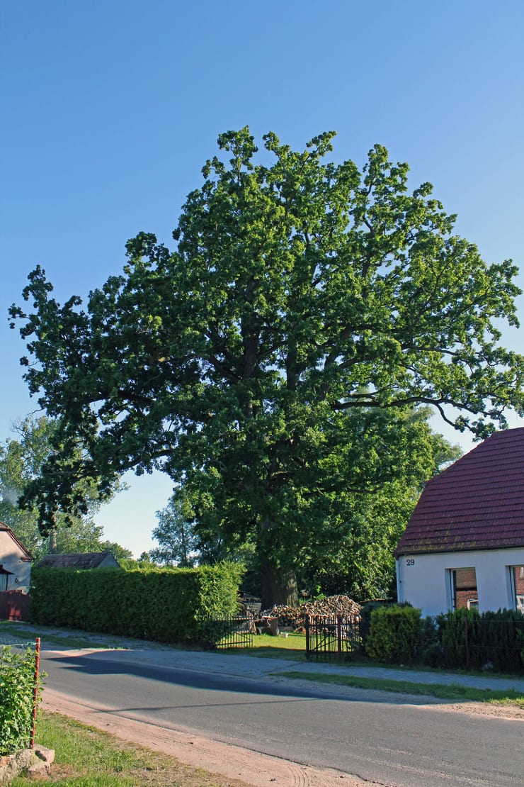 Dąb szypułkowy