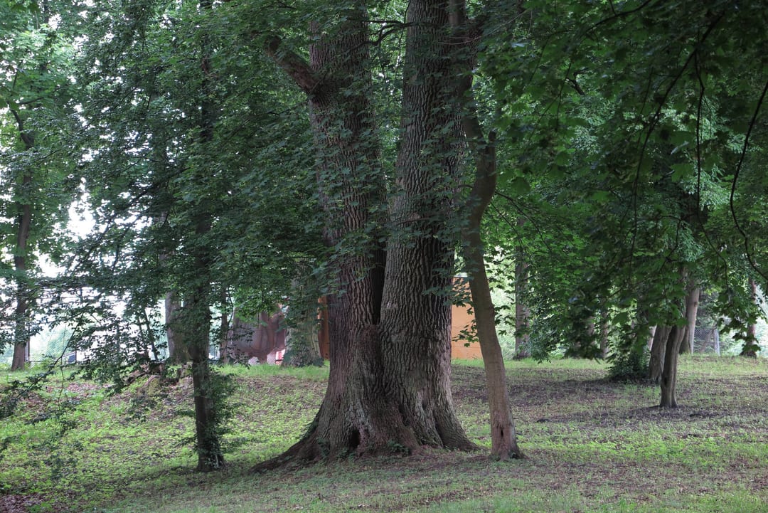 Dąb bezszypułkowy