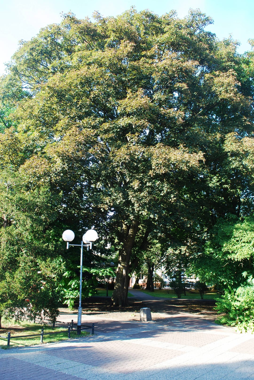 Kasztanowiec czerwony