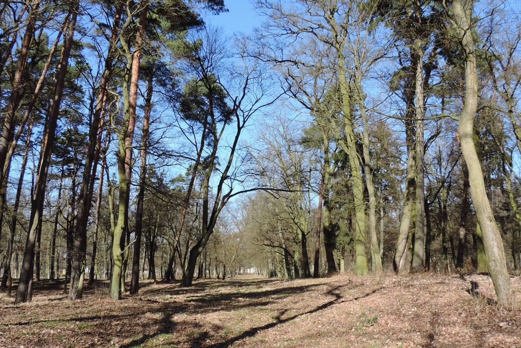 Park pałacowy