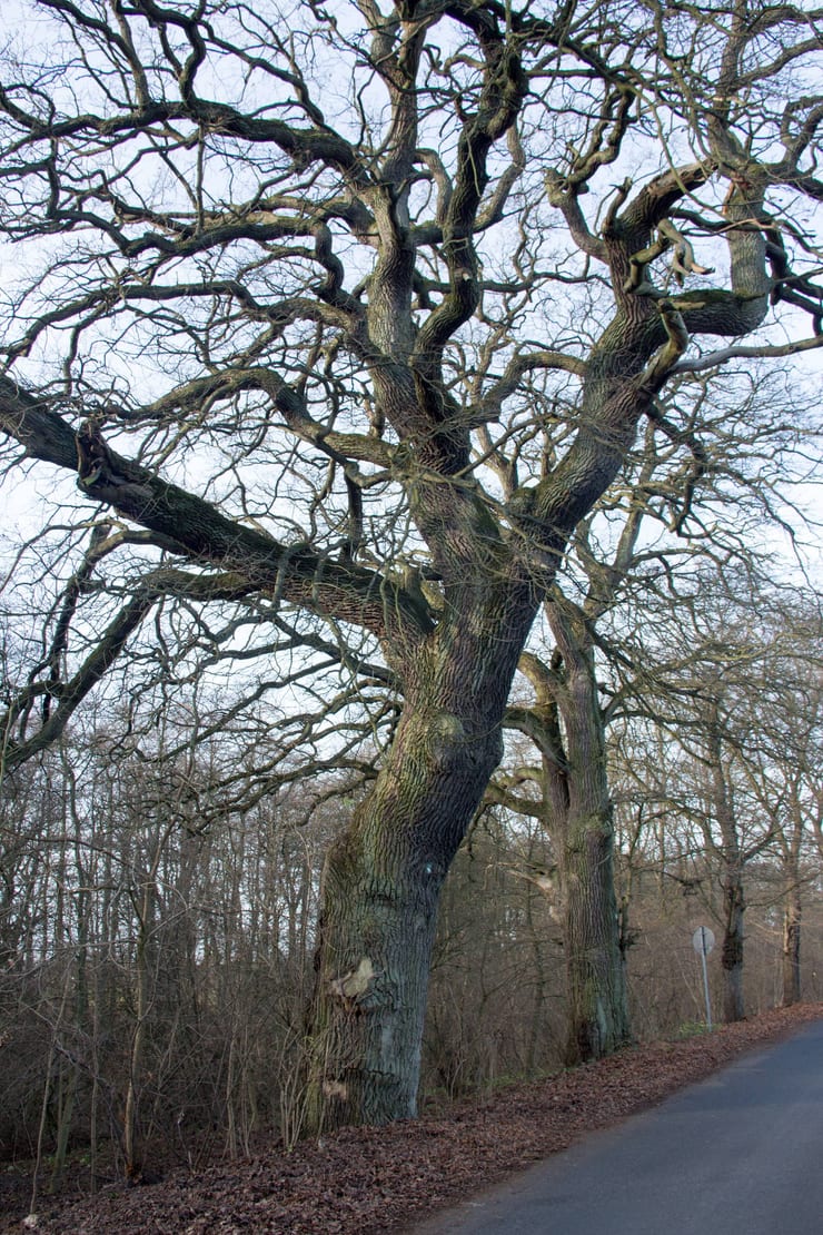 Dąb szypułkowy