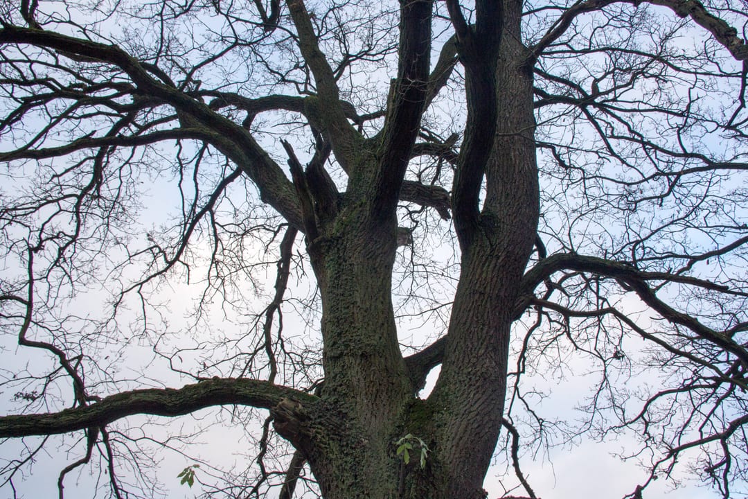 Dąb szypułkowy