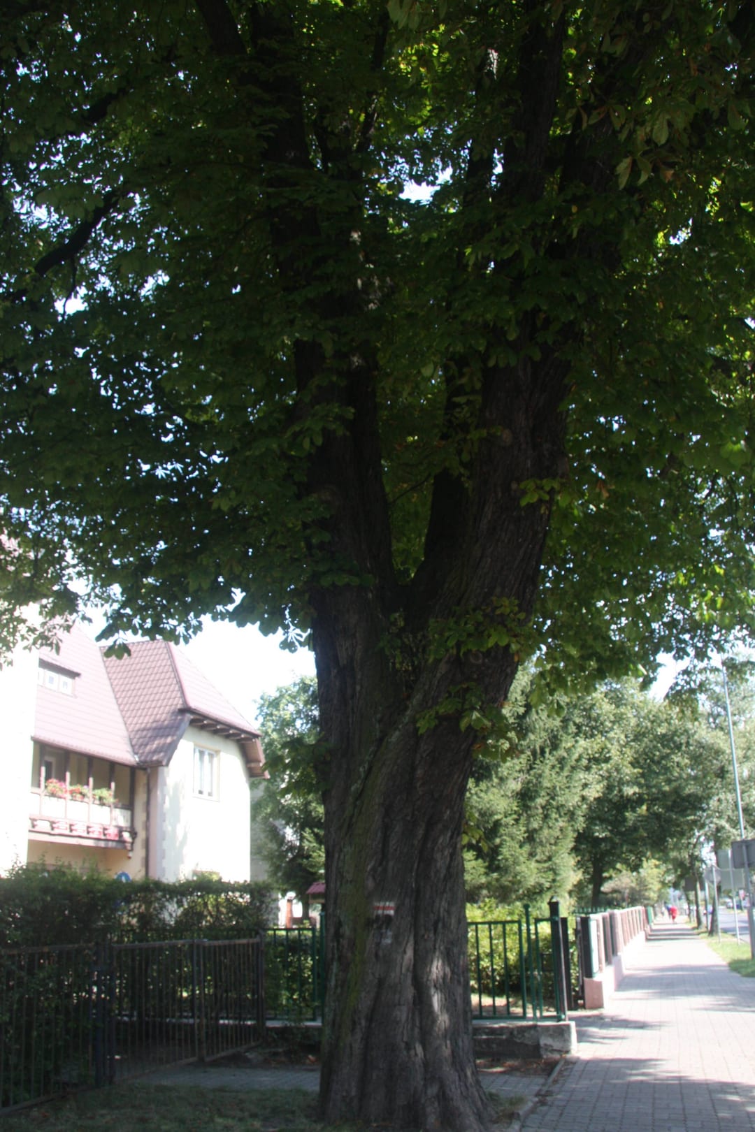 Kasztanowiec zwyczajny