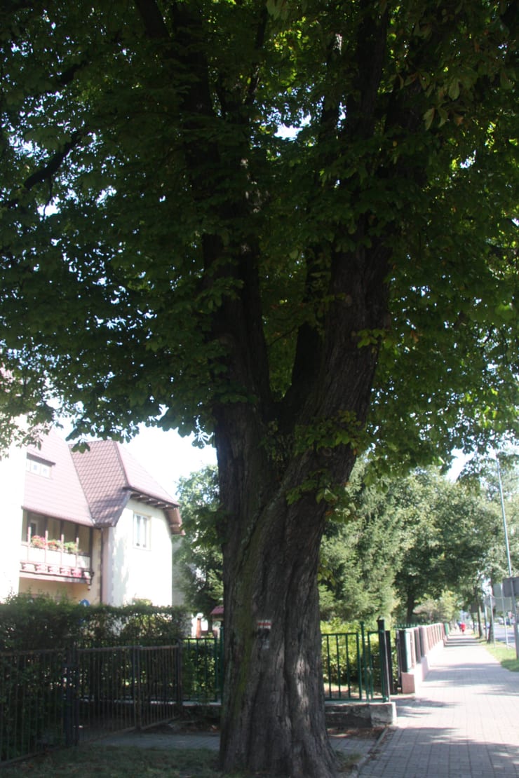 Kasztanowiec zwyczajny