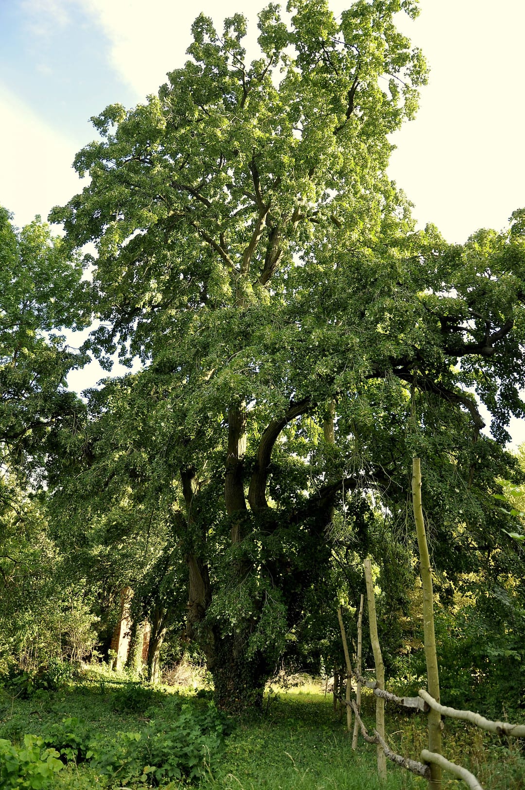 Park w Rościnie
