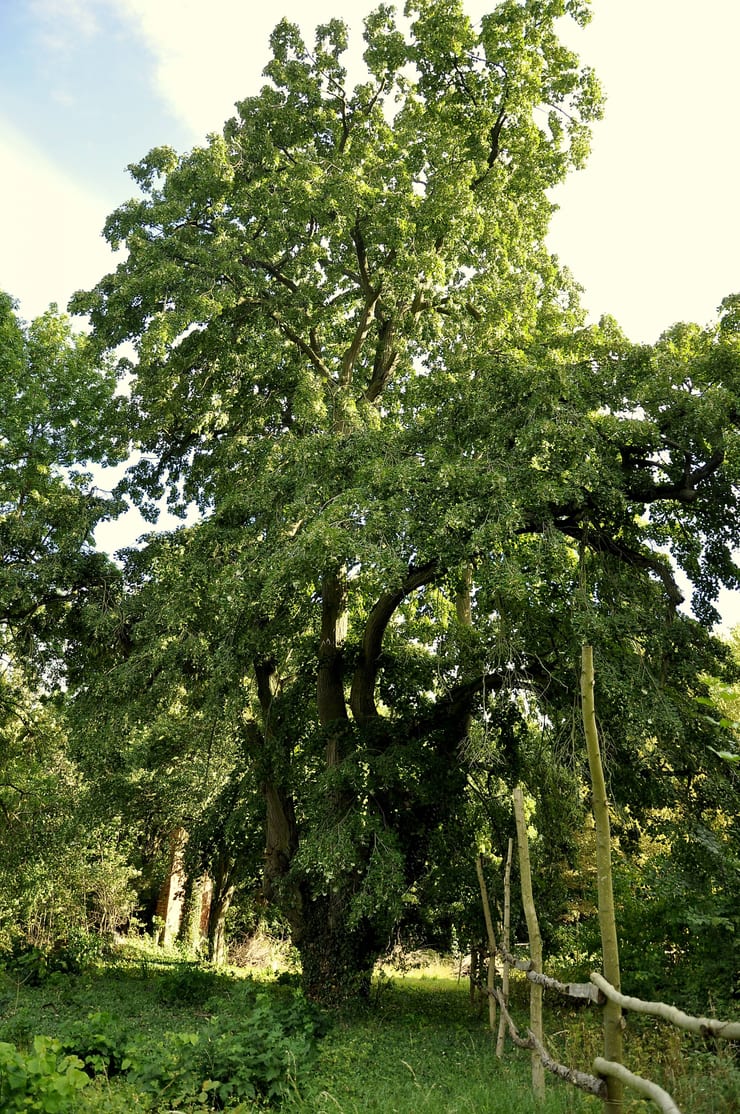 Park w Rościnie