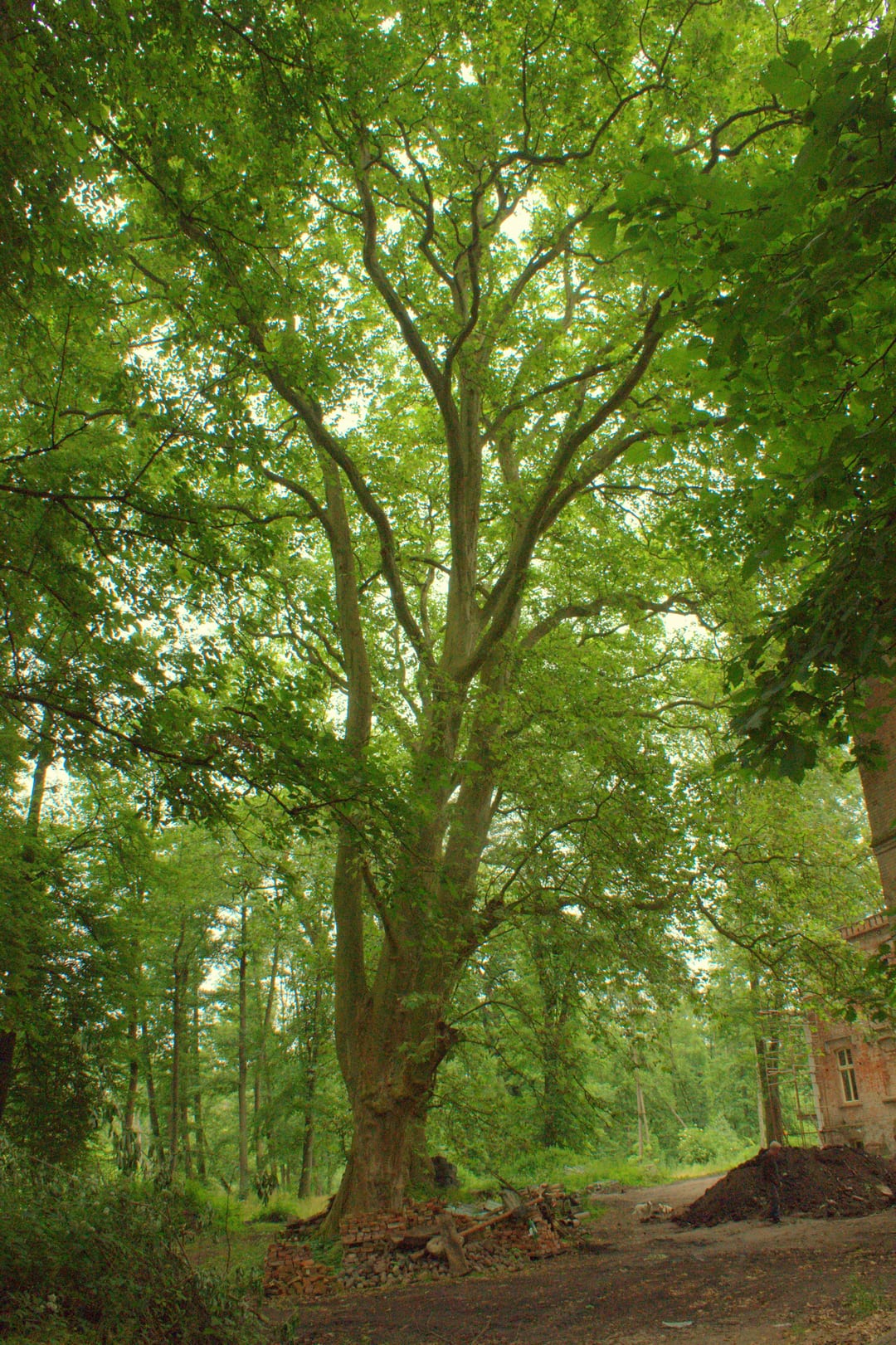 Grupa platanów klonolistnych