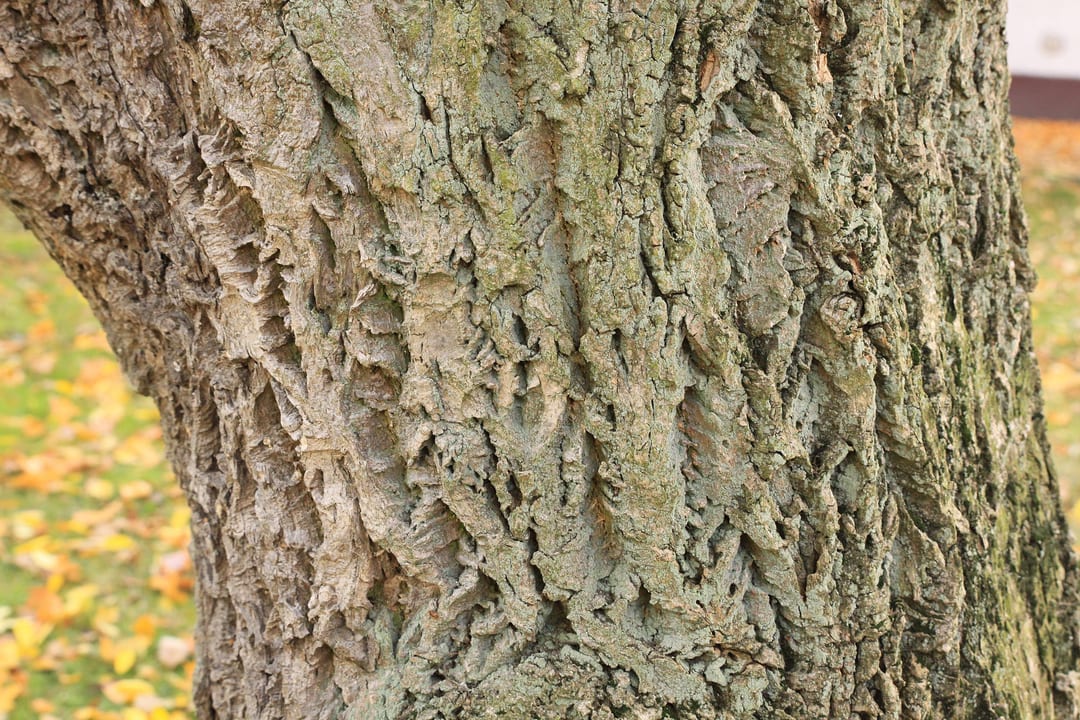 Korkowiec amurski