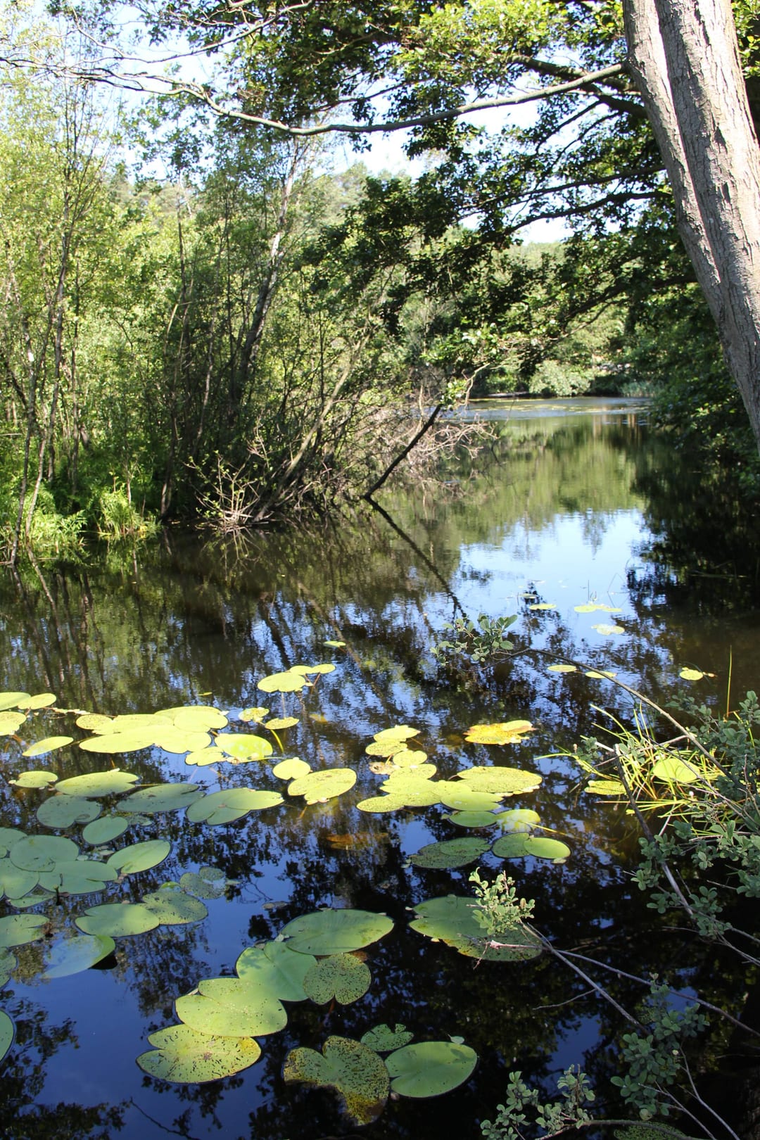 Jezioro Zatorek
