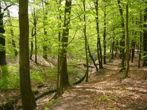 Park Leśny Arkoński w Szczecinie