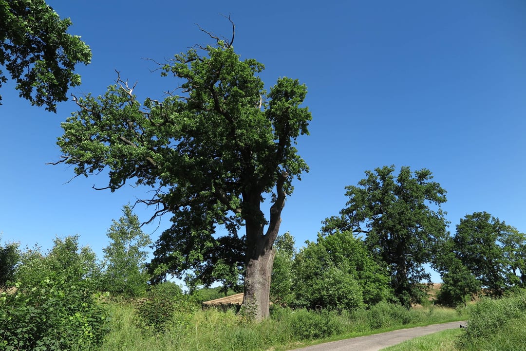 Dąb szypułkowy