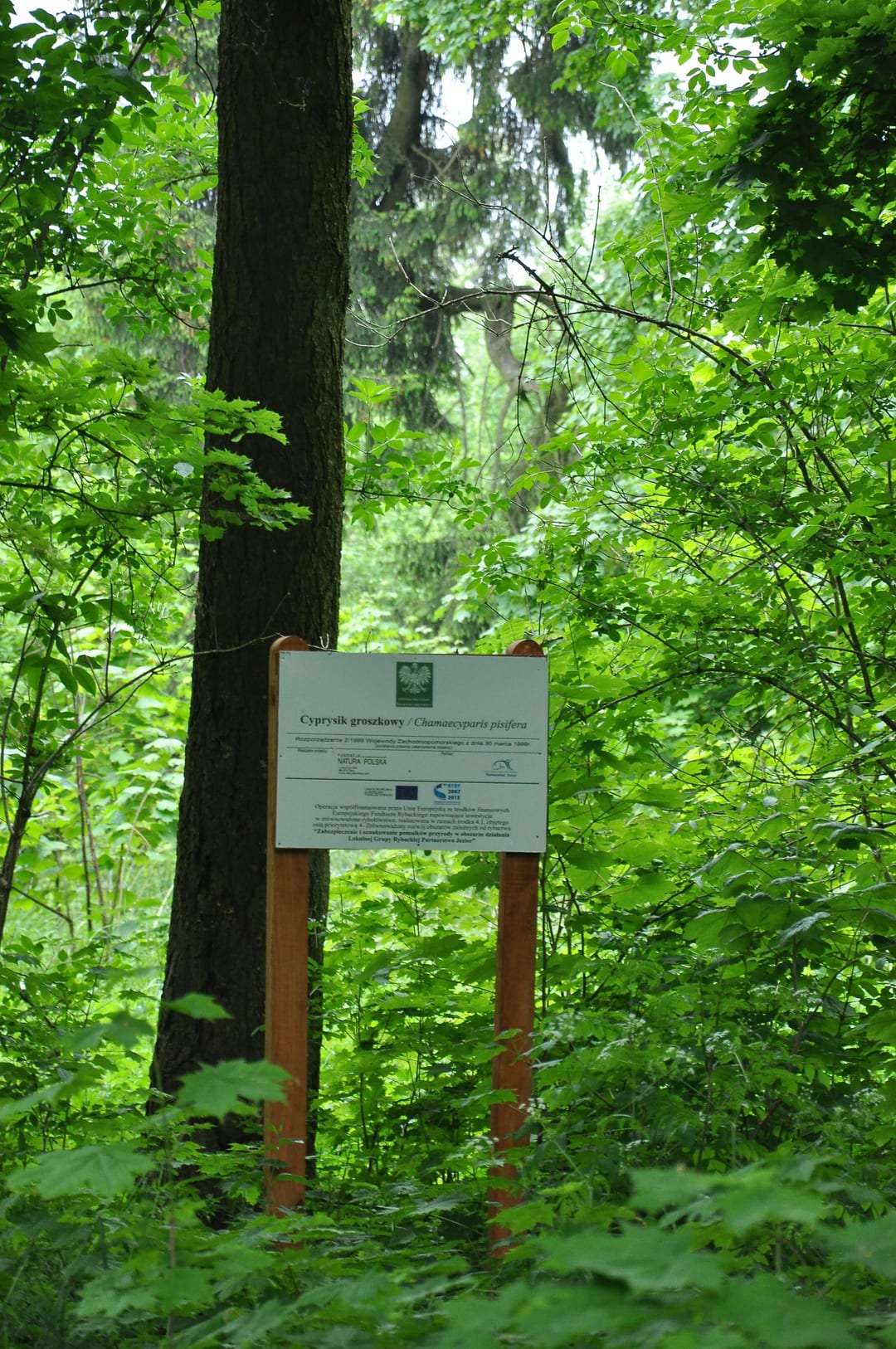 Cyprysik groszkowy