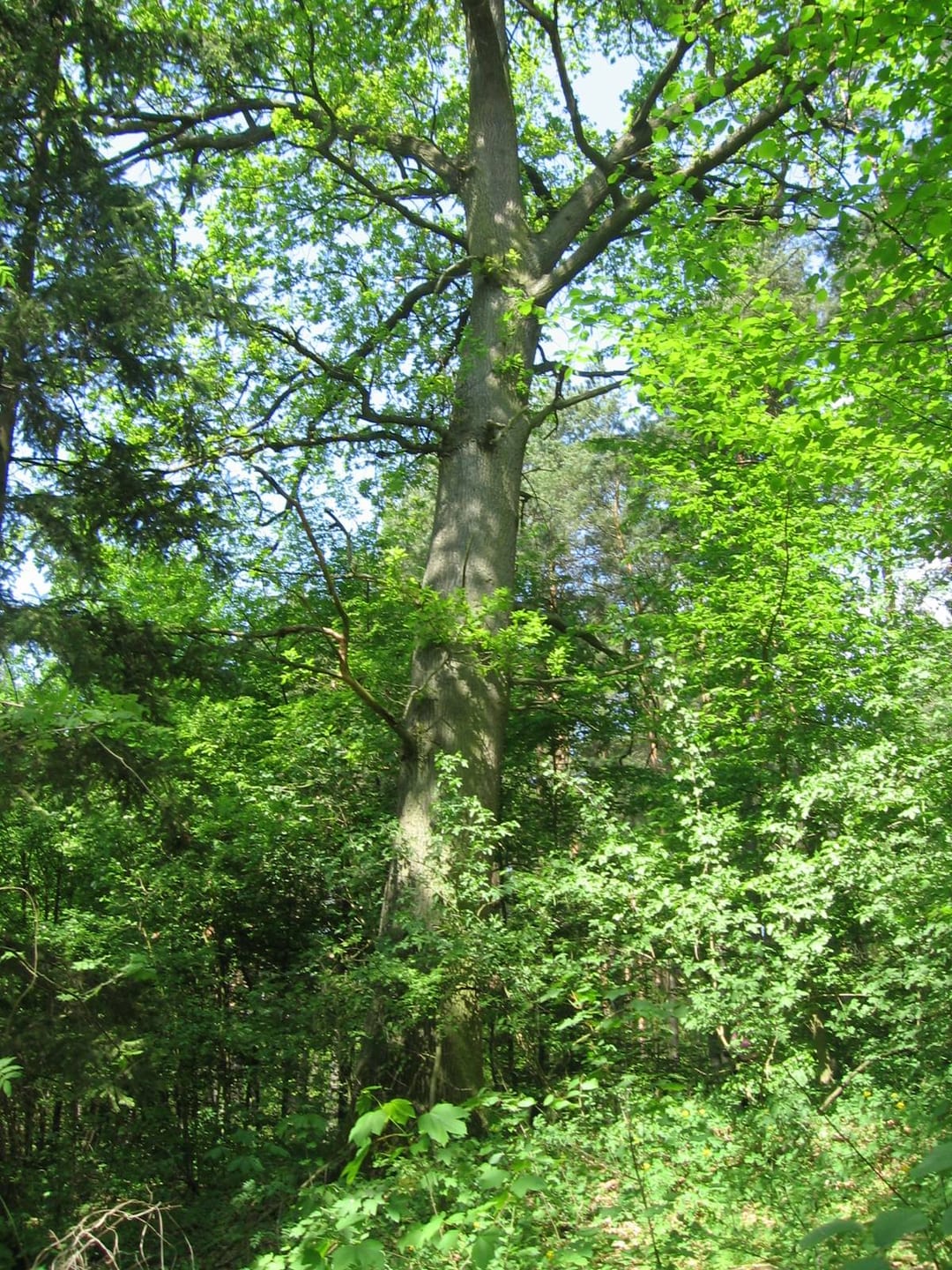 Dąb szypułkowy