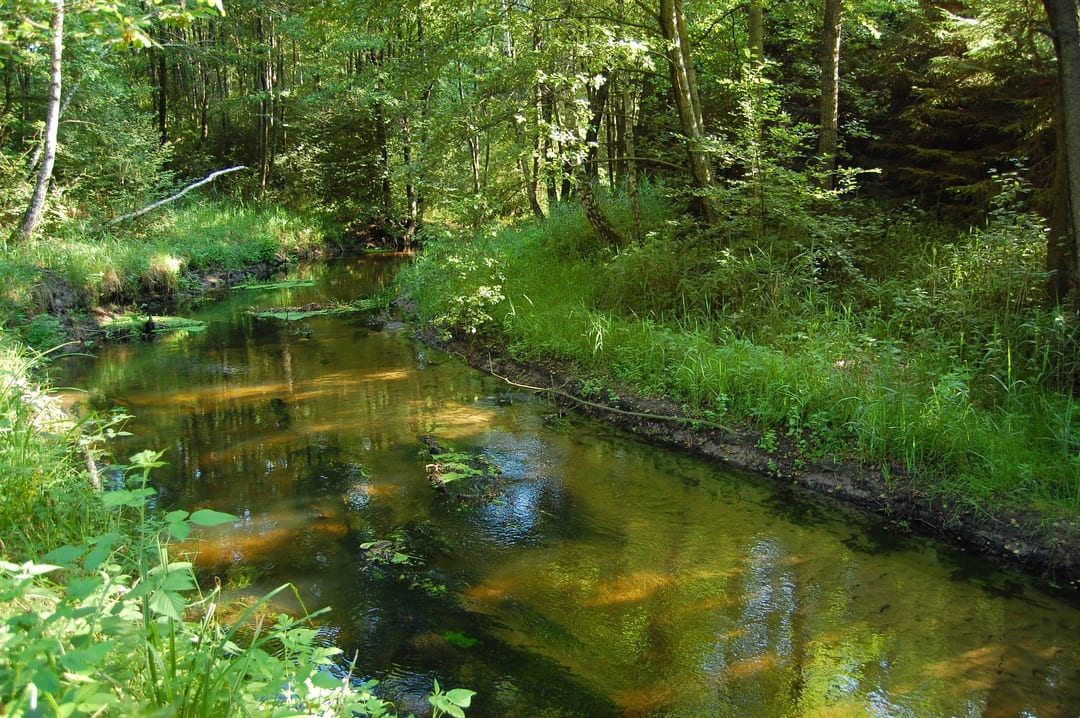Rzeka Kokna