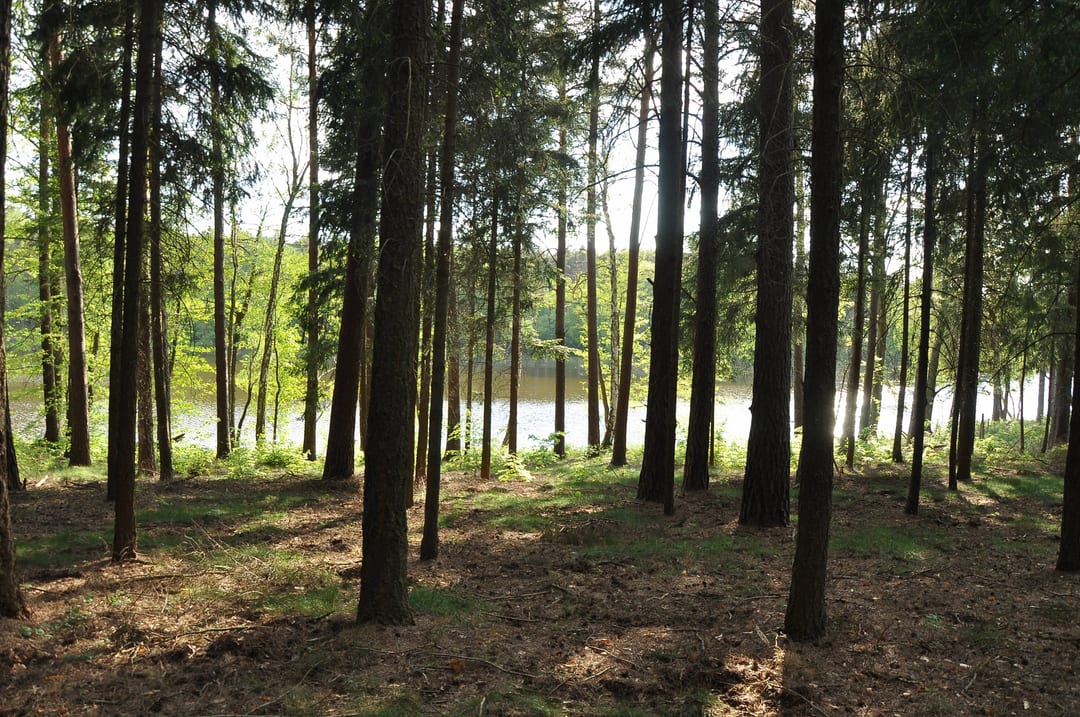 Lasy Puszczy nad Drawą