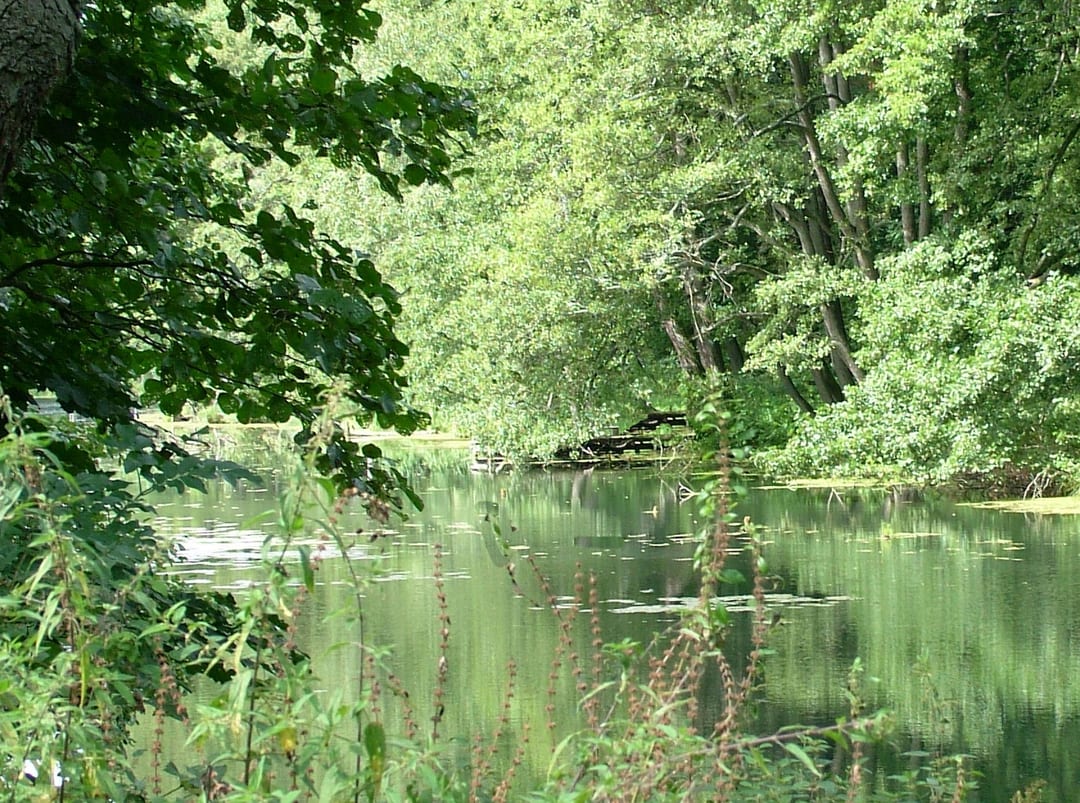 Jezioro Bagniste