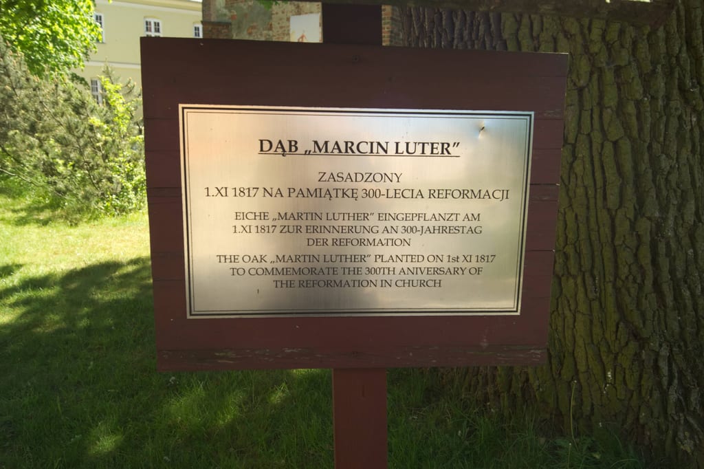 Dąb  "Marcin Luter"
