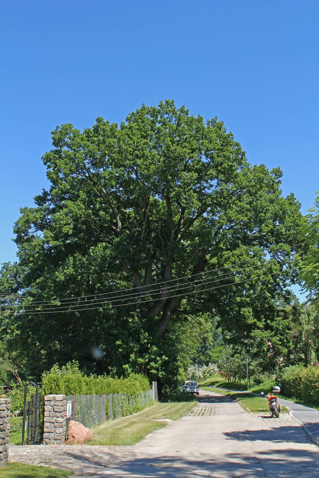Dąb szypułkowy