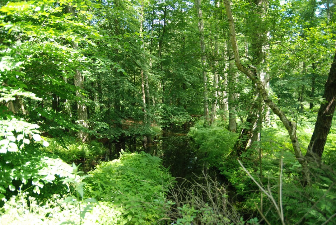 Krępa