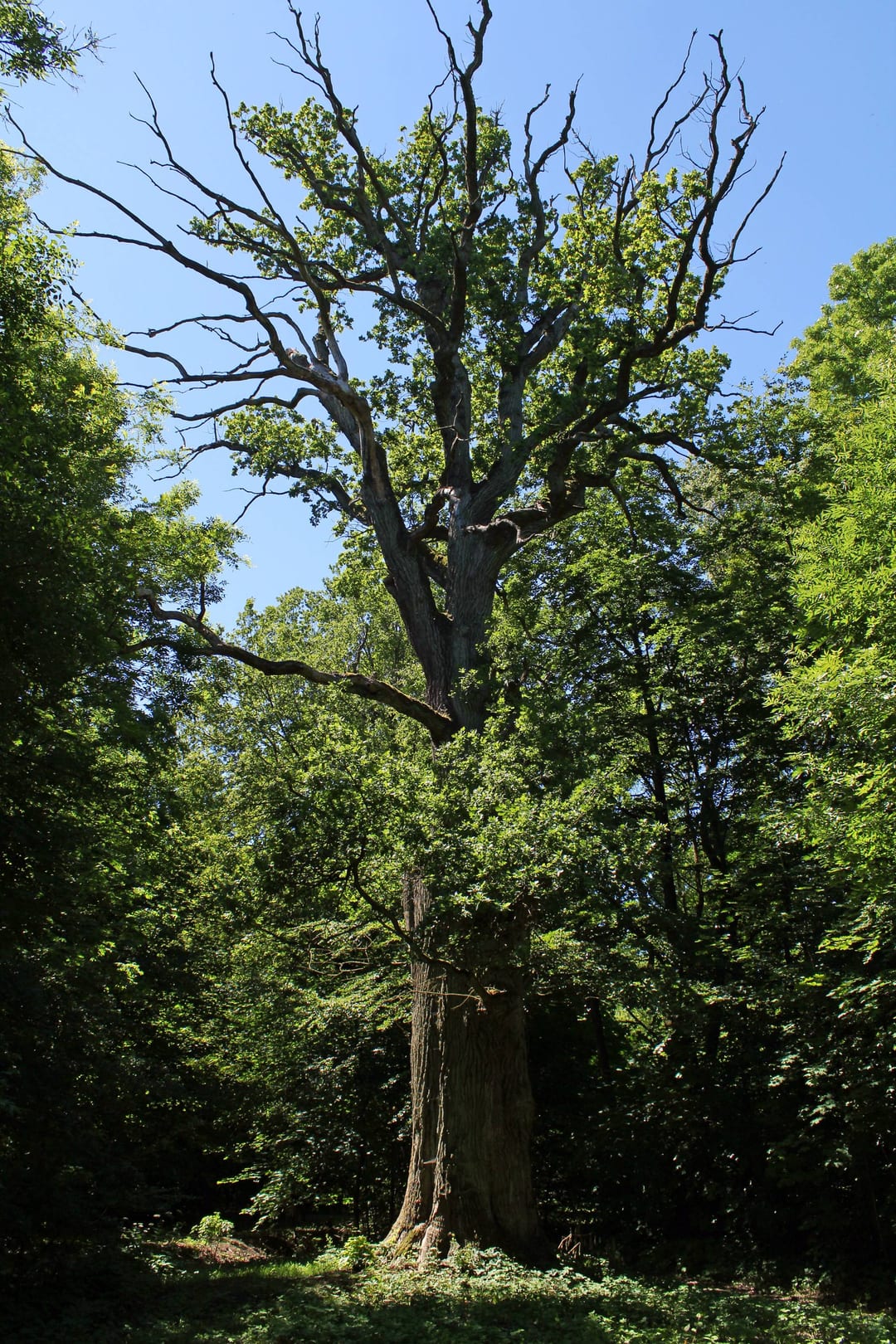 Dąb szypułkowy