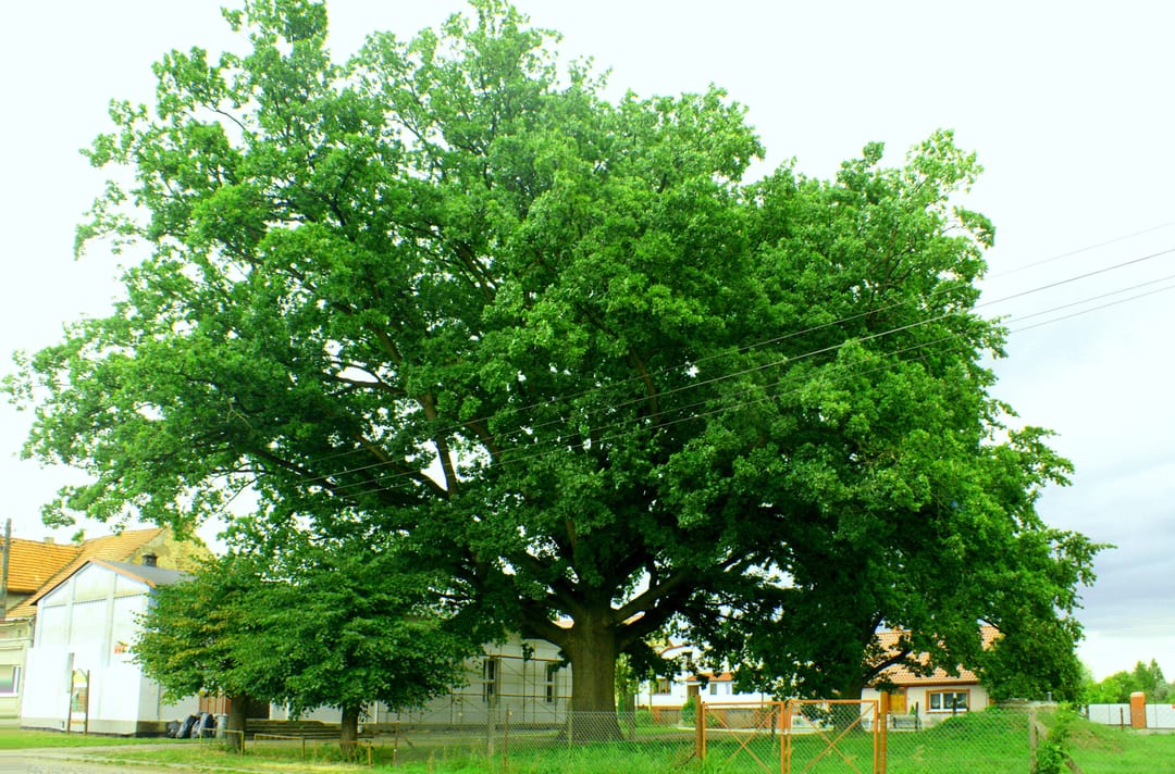 Dąb bezszypułkowy