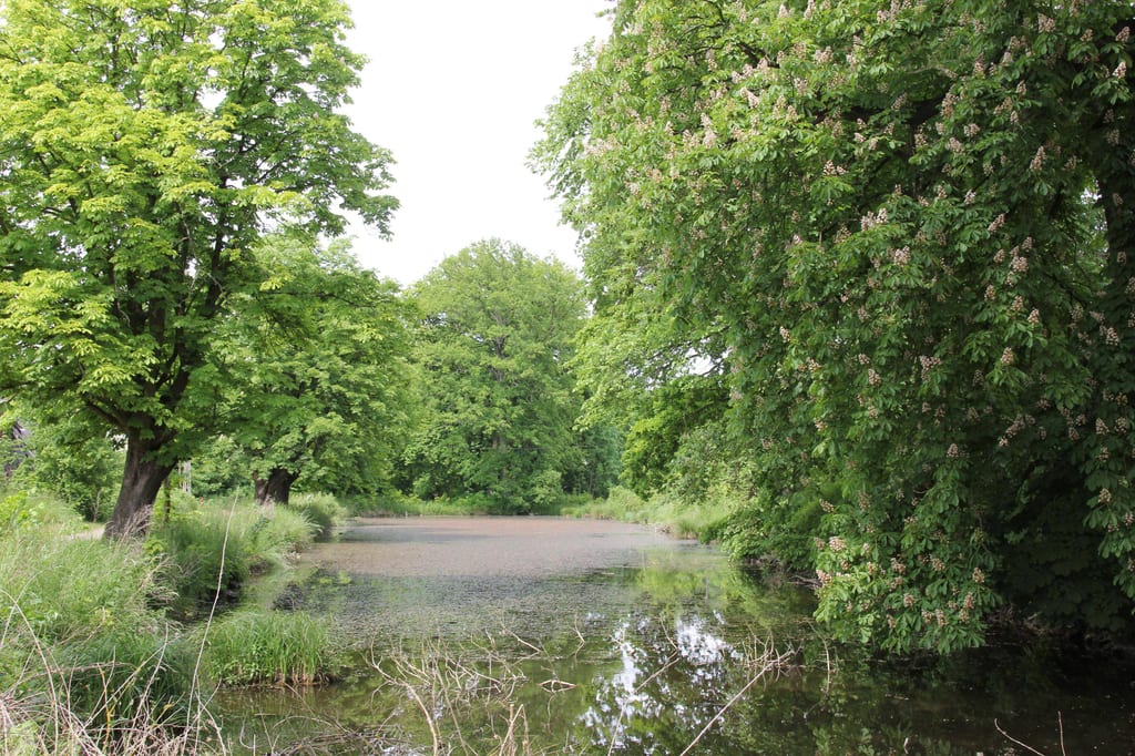 Park pałacowy