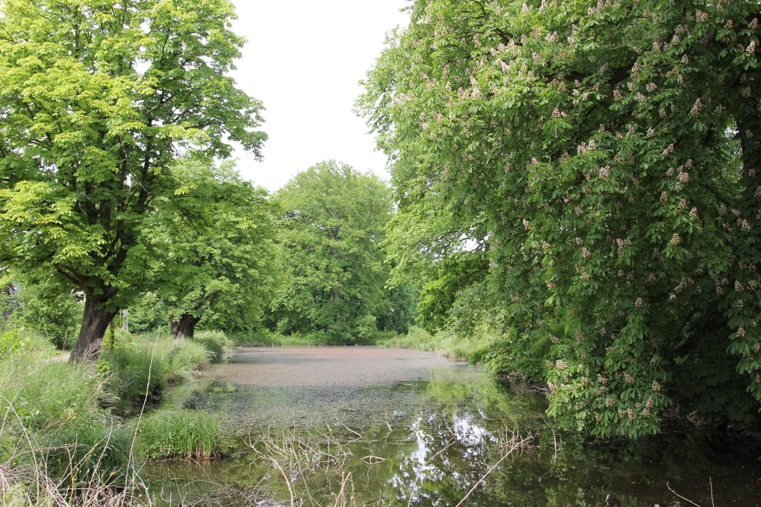 Park pałacowy