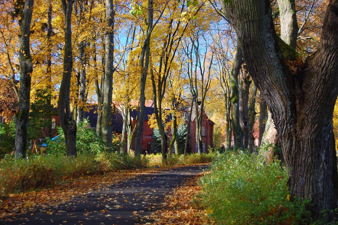 Park przy stadninie koni (Świętoborzec)