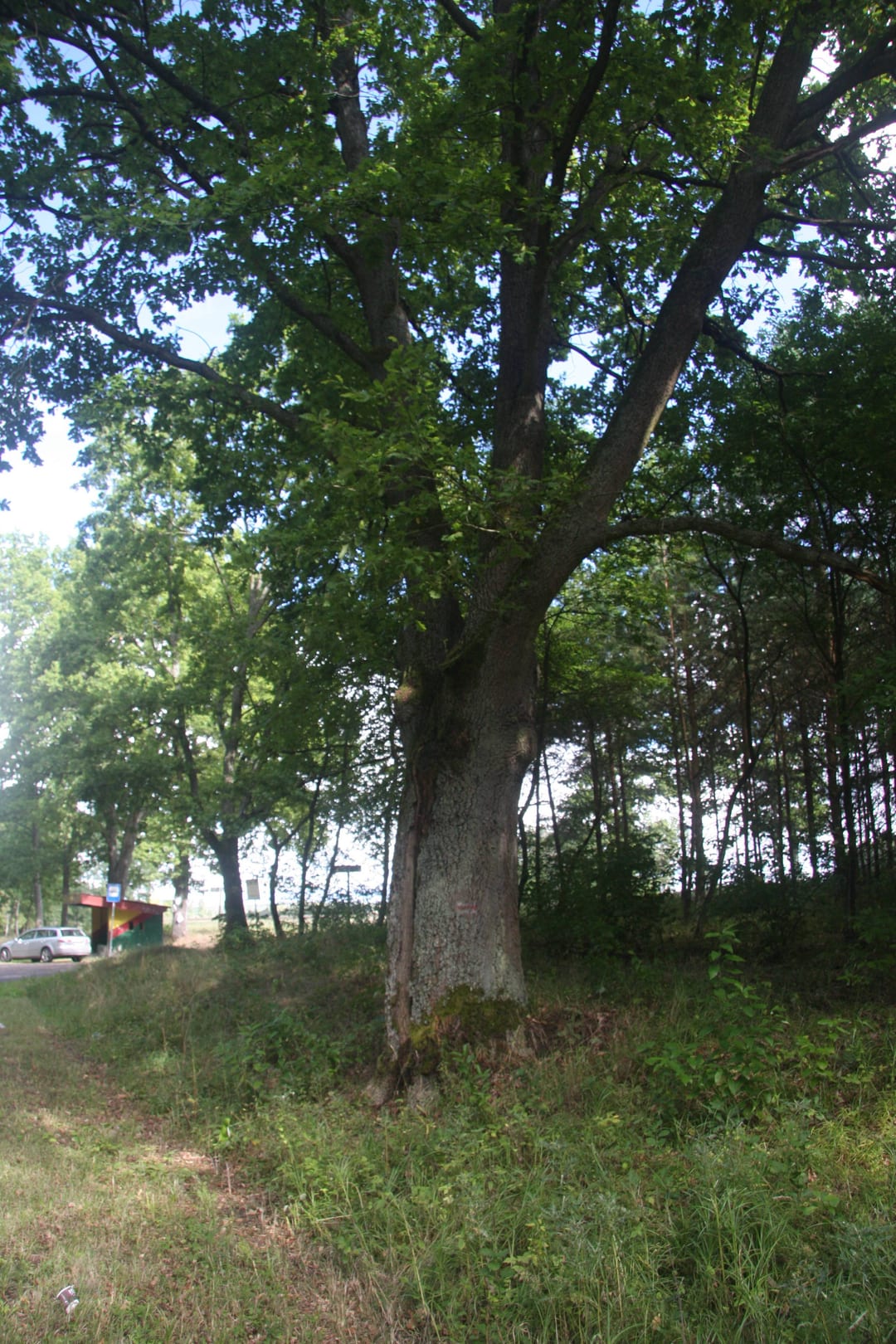 Dąb szypułkowy
