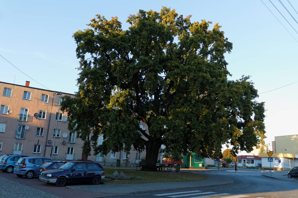 Dąb szypułkowy Jagiełło (Pokoju)