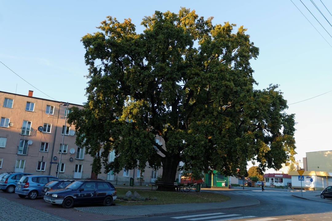 Dąb szypułkowy Jagiełło (Pokoju)