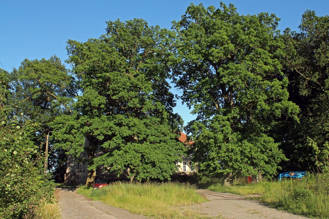 Pałac i park przypałacowy
