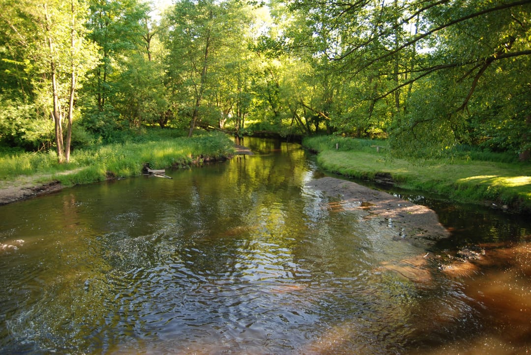 Gowienica