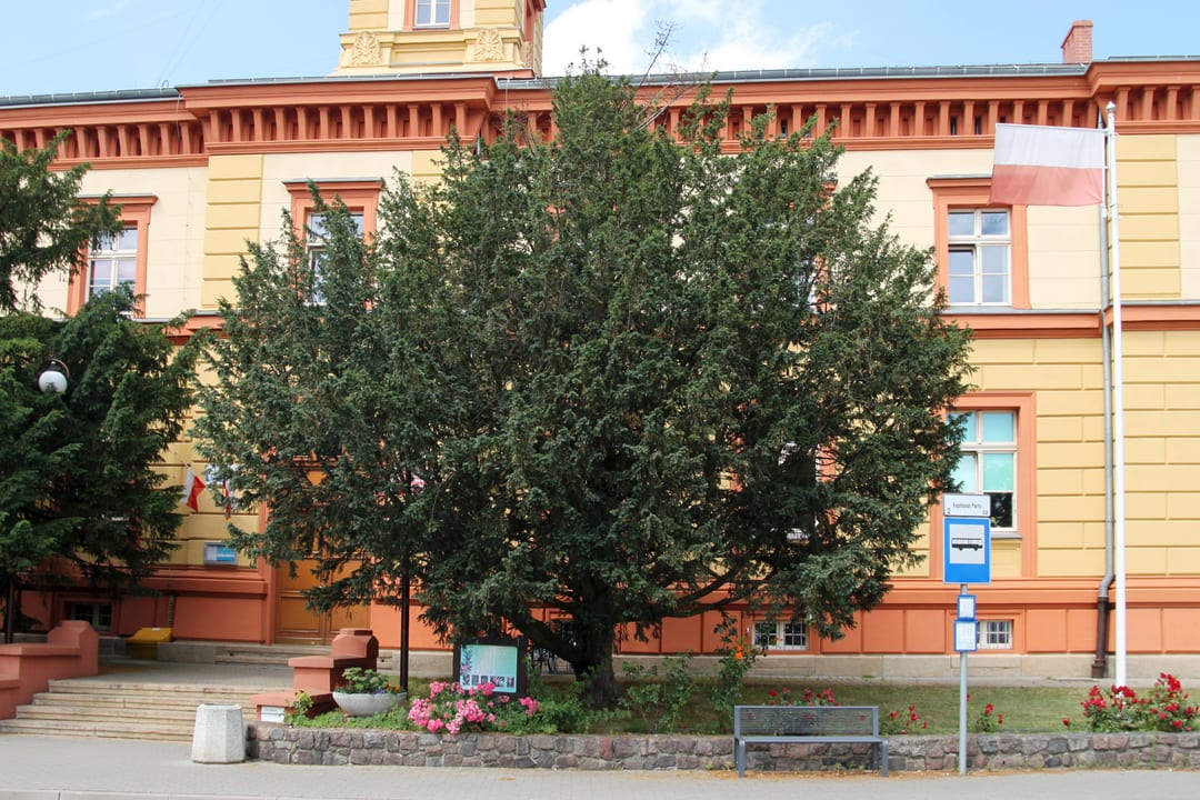 Cisy pospolite