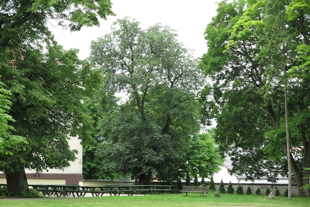 Kasztanowce krwiste
