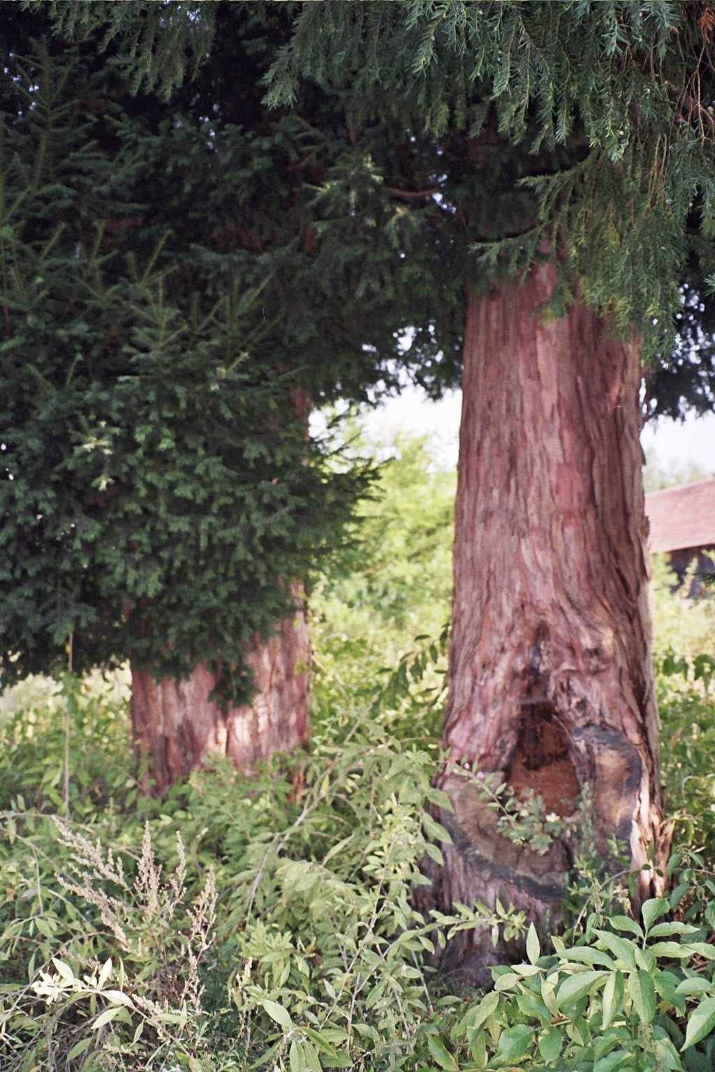 Cisy pospolite