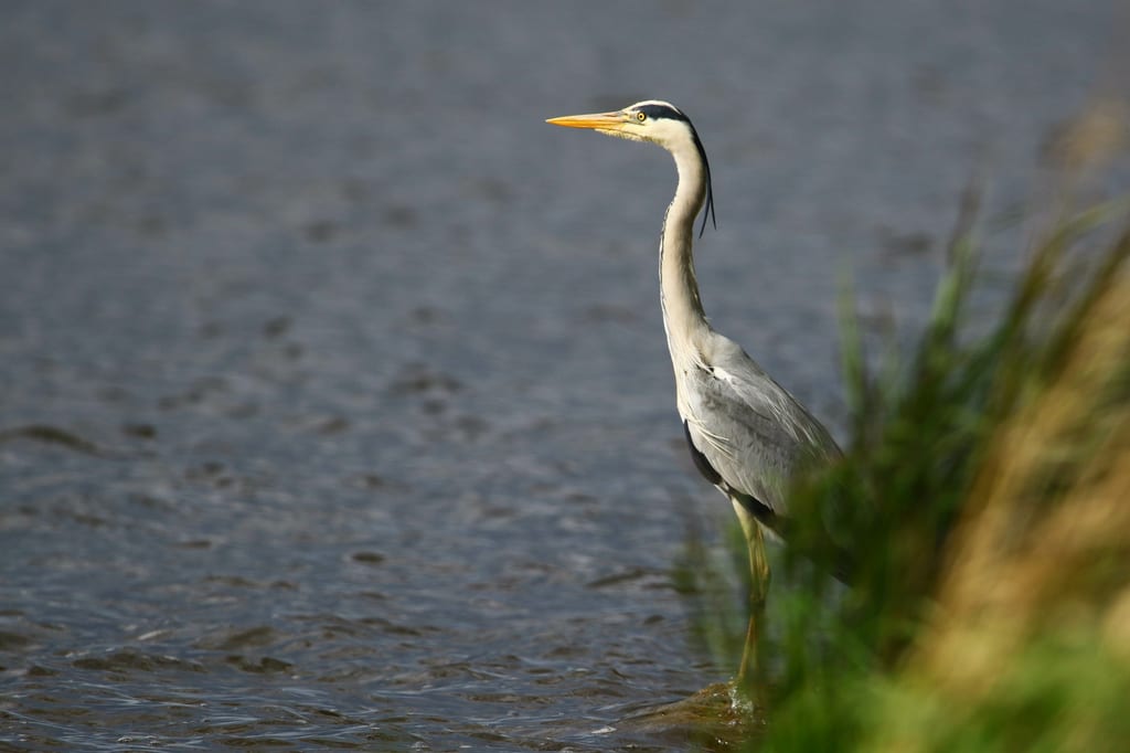 Czapla