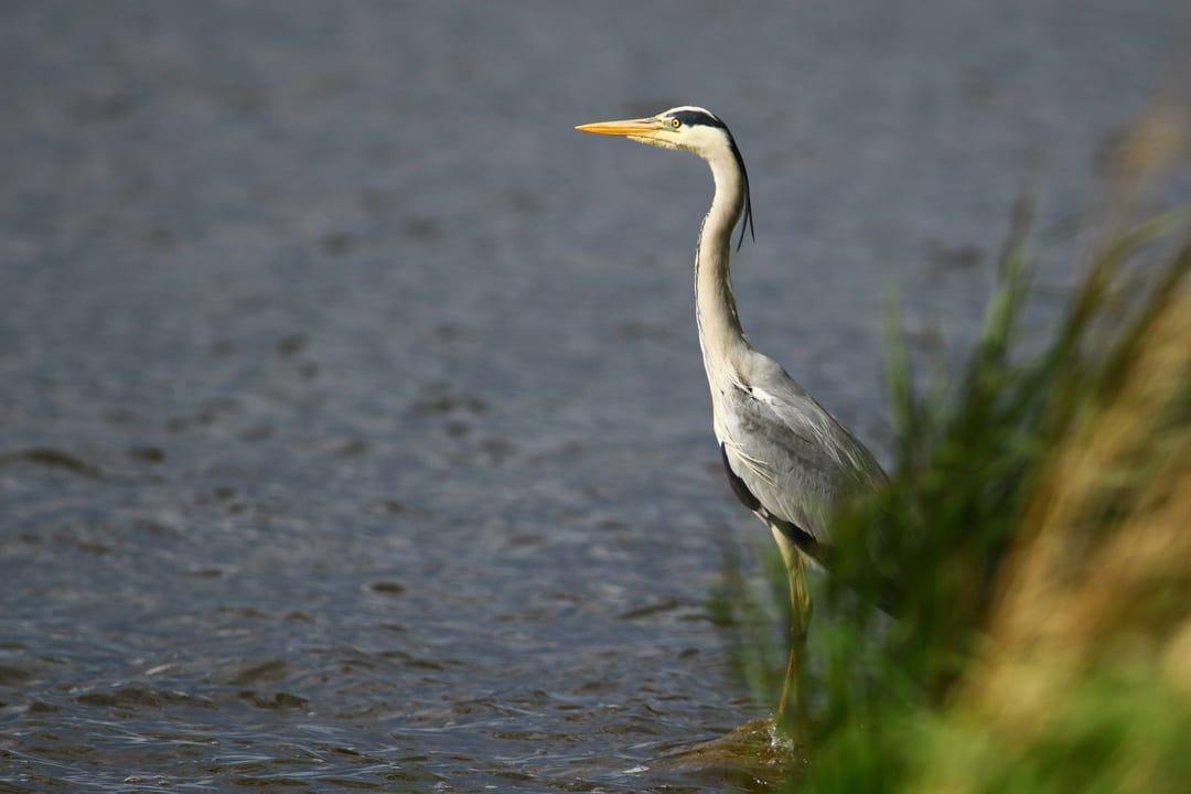 Czapla